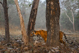Fototapeta Zwierzęta - Bengal Tiger - Panthera Tigris tigris, beautiful colored large cat from South Asian forests and woodlands, Nagarahole Tiger Reserve, India.