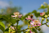 Soft pink blackberry flowers and buds in spring - Rubus fruticosus