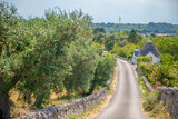 Fototapeta  - Road to Puglia. Street between olive trees and Trulli typical houses