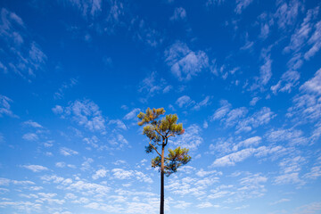 Wall Mural - pine tree and blue sky with white clouds.