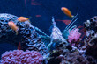 lionfish swimming in an aquarium oceanarium ocean sea poema del mar las palmas gran canaria spain tropical exotic animal fish stripes fins beautiful dangerous
