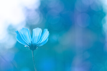 Wall Mural - Blue cosmos flower on a beautiful colorful background outdoors. A gentle dreamy image of nature. Selective soft focus, bottom view.