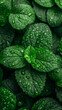 Fresh dew on lush green mint leaves