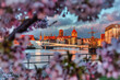 Blooming cherry trees by the Motława River at sunrise, Gdansk. Poland