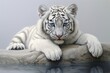 Close-up portrait of a white tiger looking directly at the viewer