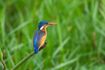 Wall Mural - Malachite kingfisher (Corythornis cristatus)