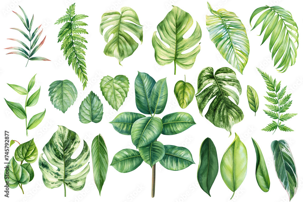 Watercolor tropical plants leaves set isolated white background ...