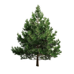 coniferous tree on transparent background