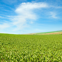 Wall Mural - Green field of corn and blue sky.