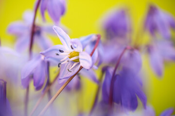 Wall Mural - Scilla Siberica, macro