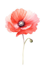 Wall Mural - Red Poppy Flower in Full Bloom with Detailed Petals and Buds on White Background