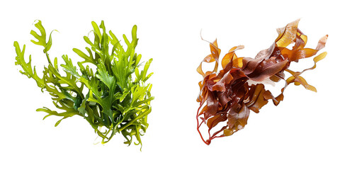 set of seaweeds isolated on transparent background