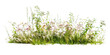 a bush made with grass and wildflowers isolated on transparent background