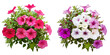 summer season flowers bouquet made with Petunias  isolated on transparent background