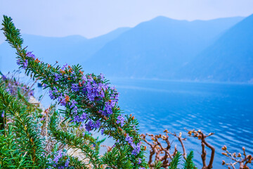 Poster - The blooming rosemary bush on the bank of Lugano Lake, Lugano, Switzerland