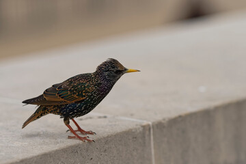 Wall Mural - Étourneau sansonnet - Sturnus vulgaris Linnaeus