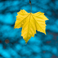 Wall Mural - yellow sycamore leaf against the blue sky.