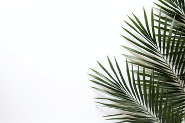 Wall Mural - Tropical palm leaves on a white background. Summer concept. Flat lay, top view, copy space. mockup