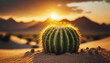 Cactus in the desert at the sunset.