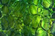 the intricate network in a leaf chlorophyll cells under a microscope vibrant green hues