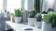 Cactus and plants on a white desk in an office.