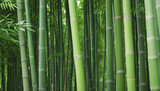 Fototapeta Sypialnia - bamboo forest background green colour, colorful background, nature, asian plants