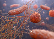 Microbe infection. Close-up of rod-shaped bacteria with flagella and viruses floating. 3d rendering.