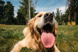 Fototapeta Big Ben - Portrait of cute dog with tongue out. Funny portrait of golden retriever on summer meadow..