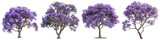 Fototapeta Lawenda - Set of four full-bloom jacaranda trees with lush purple flowers, isolated on a transparent background for versatile use in design and decor.