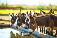 group of donkeys standing by a water trough on a farm