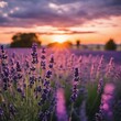 AI-generated illustration of lavender blooms at dusk in a field with soft clouds in the sky