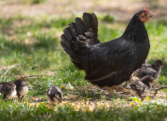 Poster - A hen a brood hen with chickens