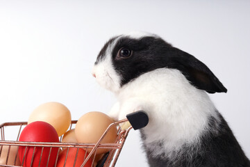 Wall Mural - Close-up view of cute baby rabbit, black and white pattern Standing in a cart with multi-colored Easter eggs. On a white background. Easter festival. Pet concept