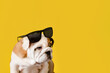 An English bulldog puppy on a yellow background. A thoroughbred dog with dark glasses. Pets