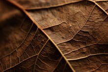 Closeup Texture Of Autumn Leaves