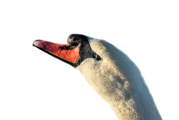 Wall Mural - swan head isolated on white background (cut out of bird's face making silly side eye expression) suspicious goofy glare wildlife photography shot photo beak