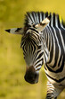 Ein Zebra im Detail 