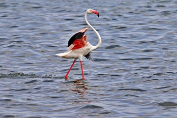 Wall Mural - Flamingo in the water