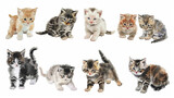 Fototapeta Koty - Cute fluffy tabby kittens bundle isolated on white watercolor illustration clipart