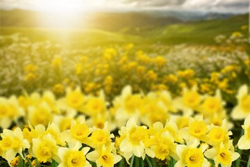 Wall Mural - a beautiful spring colored flower field