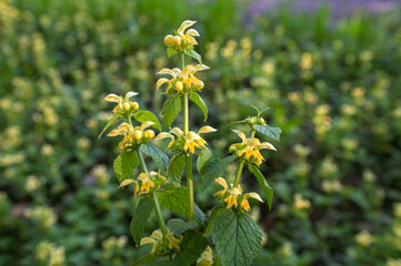 Sticker - Lamium galeobdolon, yellow archangel flowers closeup selective focus