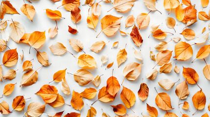 dry yellow and orange leaves on white background