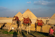 Sightseeing camel riding in the desert around the Pyramids of Giza, Egypt