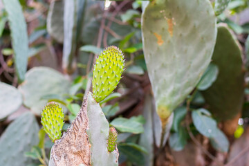 The cactus tree with fruit 