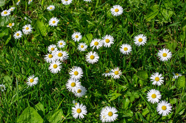 Wall Mural - daisies in the grass