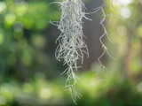 Fototapeta  - Spanish moss plant in the forest .