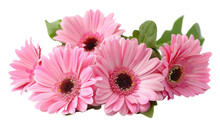 Blooming Beautiful Pink Flower Gerbera Isolated On Transparent Background