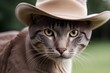cat in a cowboy hat