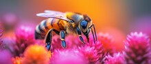  A Bee Sitting On Top Of A Pink Flower Covered In Lots Of Purple And Yellow Flowers In Front Of A Multicolored Background Of Pink And Orange And Yellow Flowers.