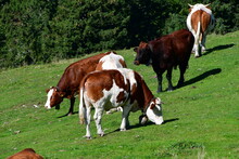 Kühe Und Bulle Grasen Auf Einer Wiese
